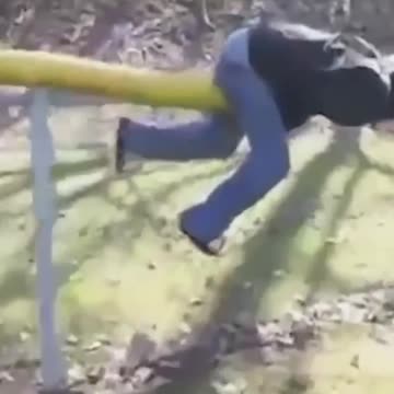 Try not to laugh (RIP Balls😂)