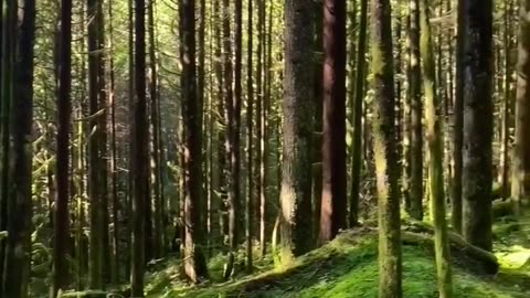 Relaxing Nature Sounds #nature #relaxing #forest