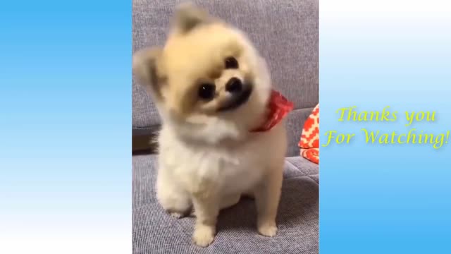 most funniest cute dogs and cats in the world funny🐶🐈🥰😂