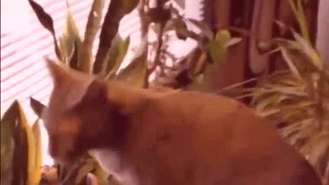 2023 Funny Animal Videos