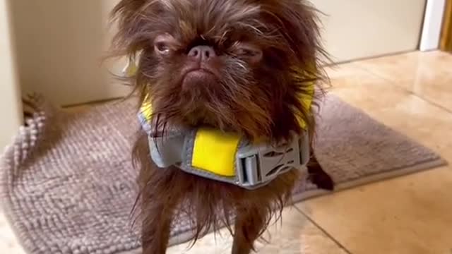 A funny poor dog after shower