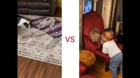 Dog , Cats and Baby playing 😀 Very Funny