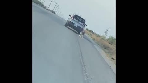 Savage! Owner Abandons Dog in the Middle of the Road! :'(