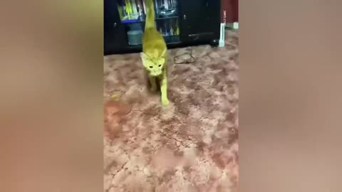 Funniest Animals 2023 😂 Funniest Cats and Dogs 😺🐶
