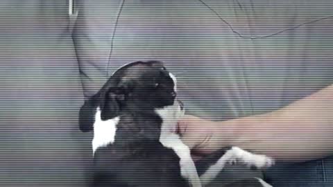 “A Happy Dog” (Enhanced)