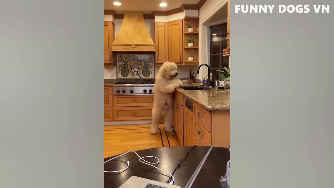 Funniest Animals Videos 2023 😍 #3
