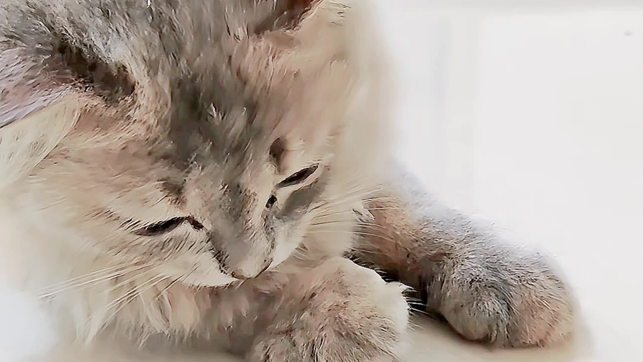 My Cat Yin Playing With Coin Part 2