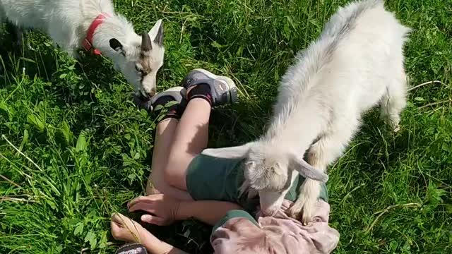 attack of small goats on a boy in the summer