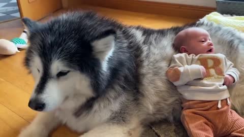 Newborn Baby Has Bodyguard! They Met And It Was Love At First Sight! (Cutest Eve