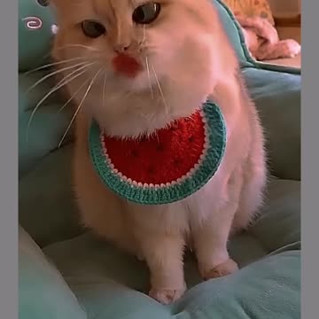 Funny cat playing mood 🤣