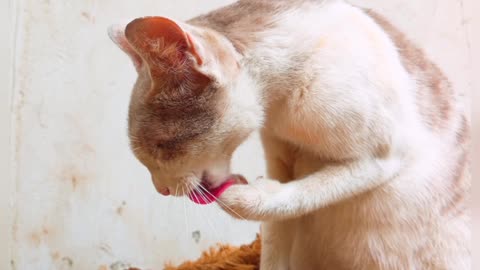 Cat lover 😺😍