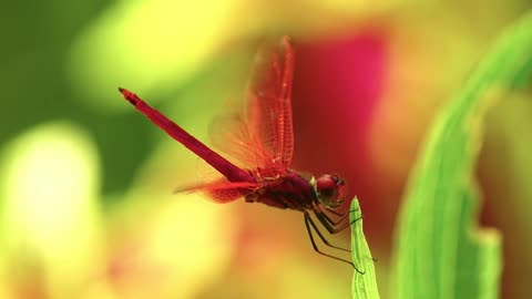 Giving & Receiving Loving Kindness, Happiness Healing Guided Meditation