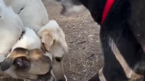 Top 20 Funny Animals 2024