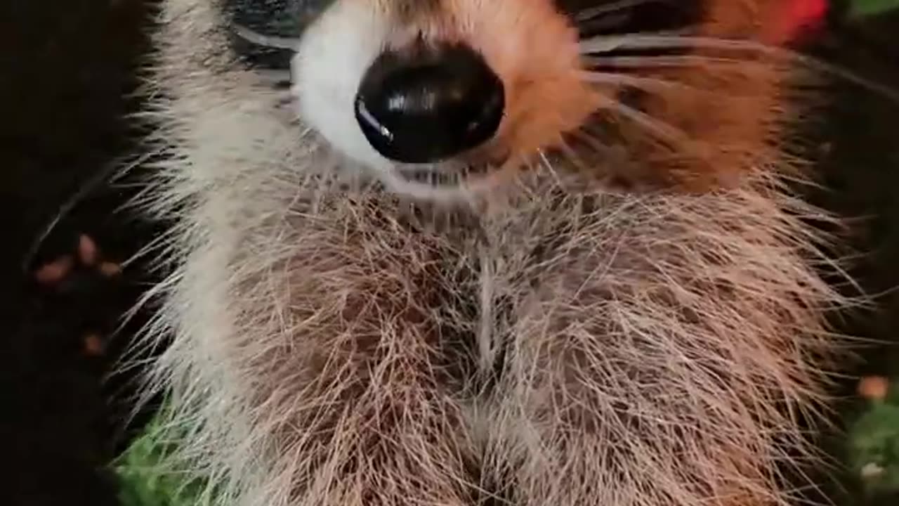 Cute Raccoon eating straight from the bucket.