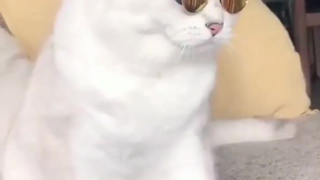 This cat doesn't want to lose to human style