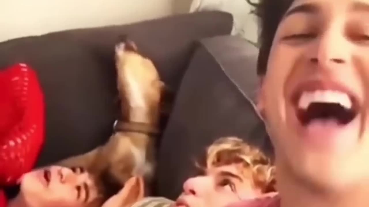The funniest dog compilation you’ll see 🤣🤣