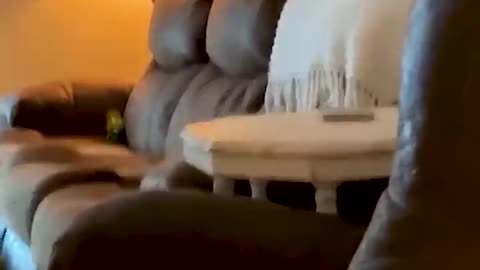 Funny animals video