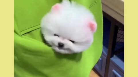 CUTE FUNNY DOGS