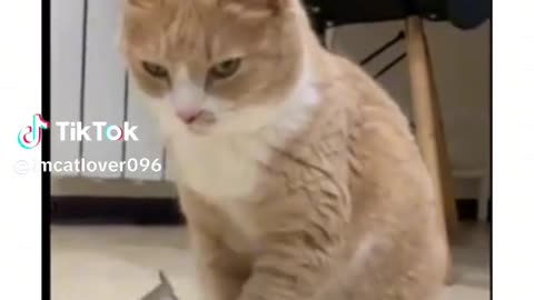 Cat video