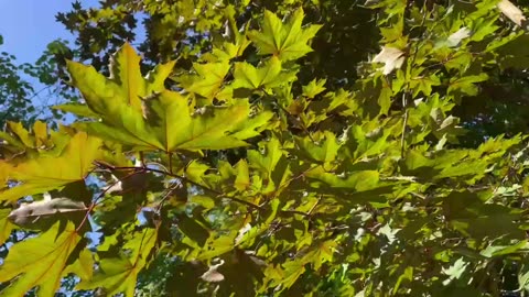 June 1, 2023 - The Beauty of a Tree