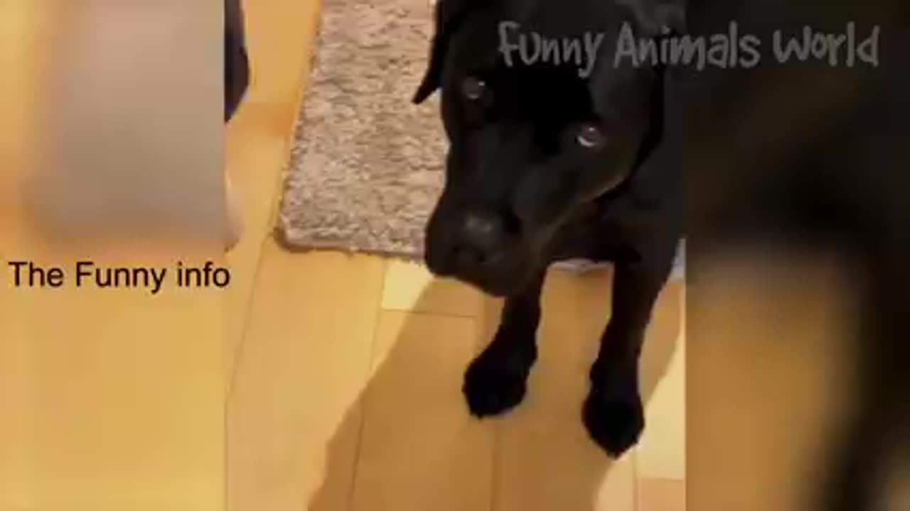 Funny cat/dogs