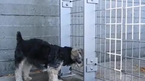 Smart_dog_Funny_dog