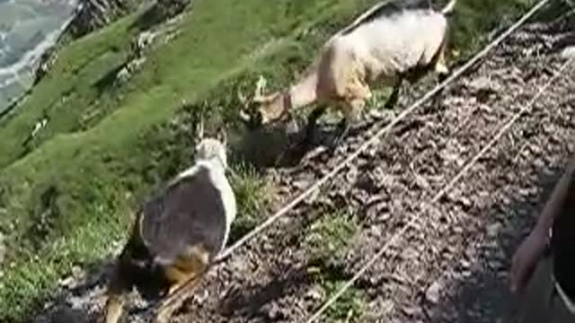 Goat fight