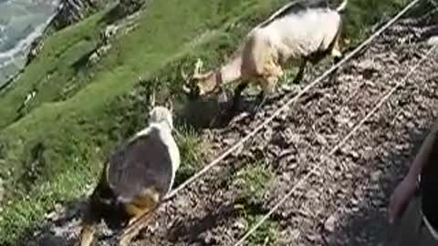 Goat fight