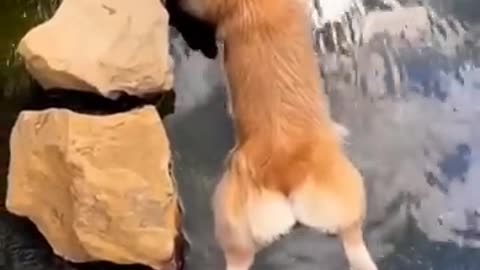 Dog enjoy Chilled water