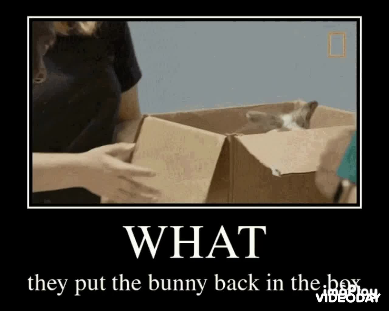 Bunny Gif 🐰