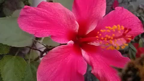 My garden flowers