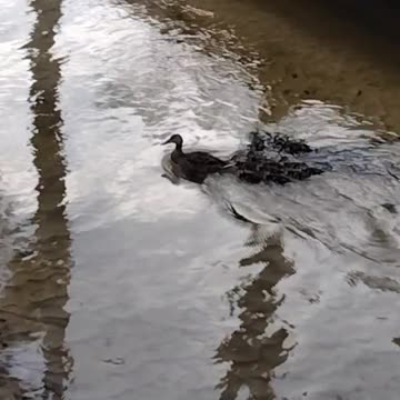 Adorable ducklings exploring!