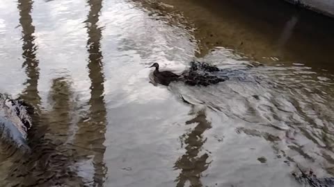 Adorable ducklings exploring!