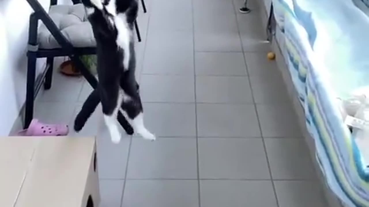 CAT BEATS MESSI WITH THE CHEST BALL CATCH