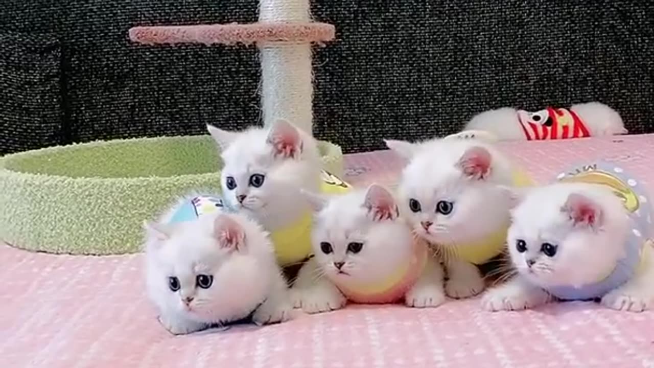 Beautiful Cute a lot of Kitten