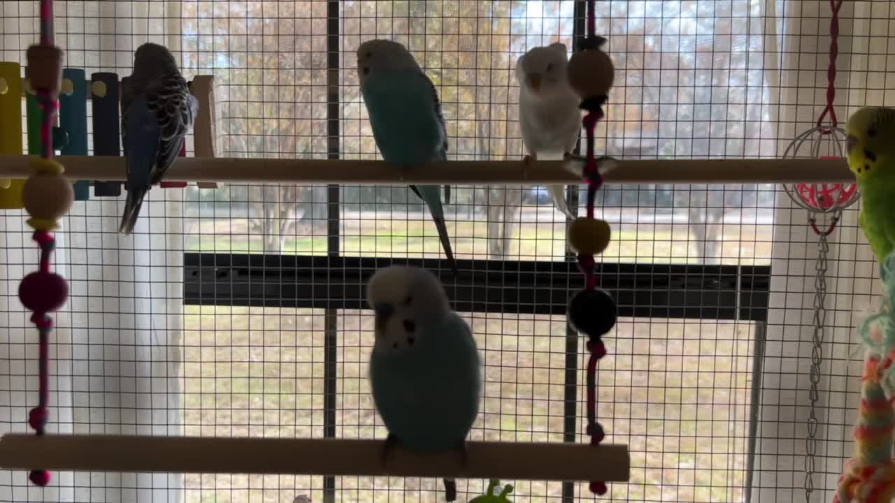 Budgie Sounds