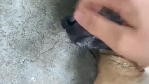 dog
