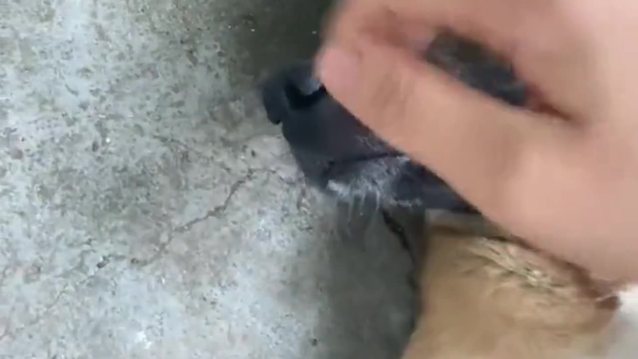 dog