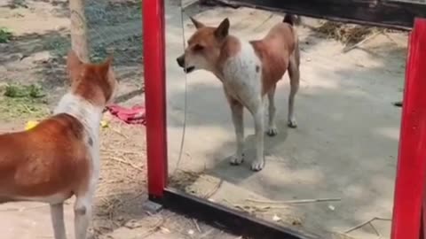 Funny video. Dog funny. Funny video dog