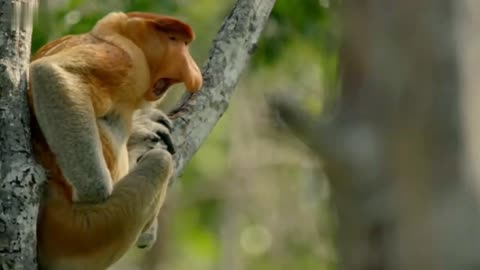 cute wild monkey