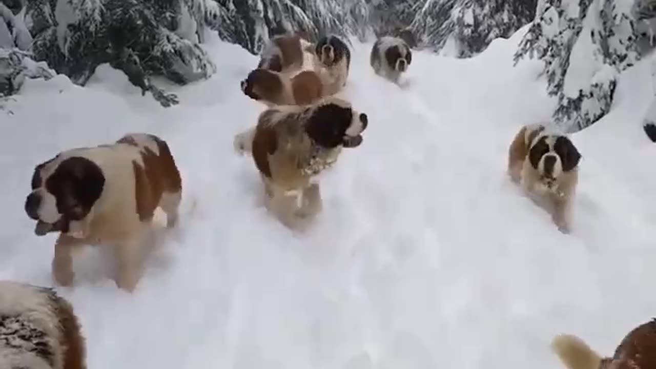 Dogs video in snowfall