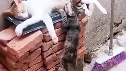 Funny 😂🤣 animal's video