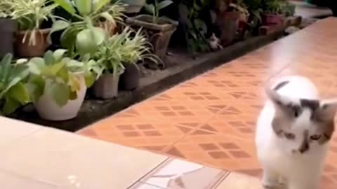 lucky cat