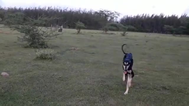 Dog response whistle sound