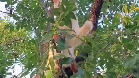 "Adventurous Feline: Watch This Cat Pick Fresh Fruit from a Tree!"