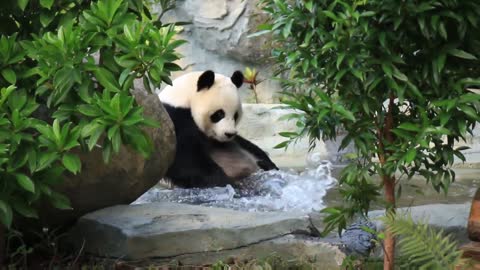 The giant panda