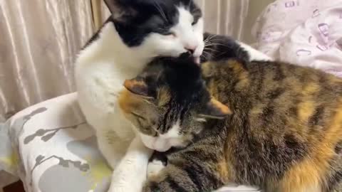 two cats in harmony