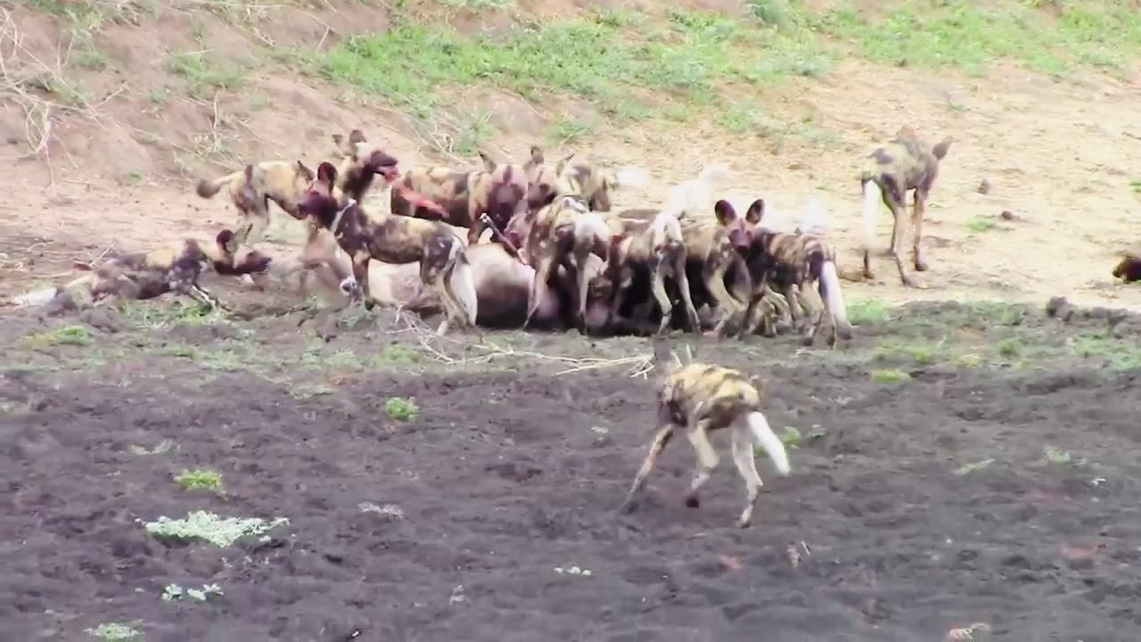 Pack of wild dogs catching waterbuck and unborn calve. NOT FOR SENSITIVE VIEWERS. Full version
