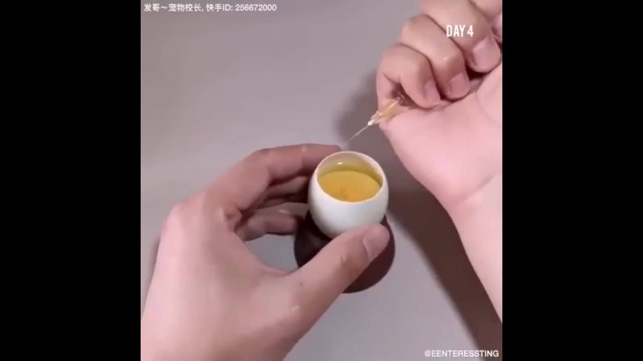 The process of chicken being born without mother incubating