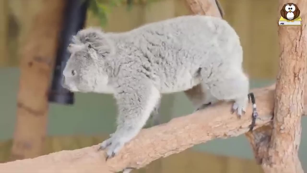 Cute Koala